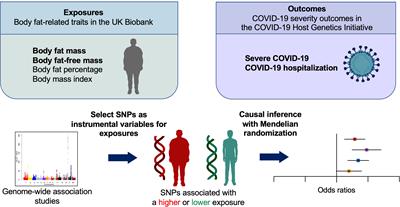 Causal associations between body fat accumulation and COVID-19 severity: A Mendelian randomization study